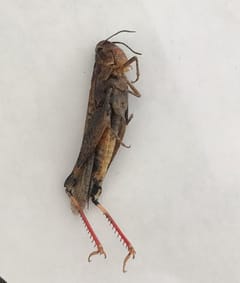 Saltamontes