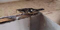 Langosta Pintada