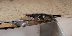 Saltamontes Pulsador