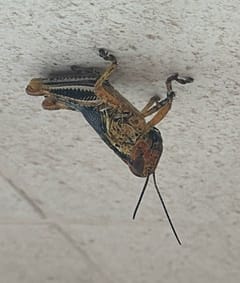 Saltamontes de la Familia Acrididae