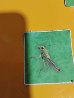Chapulín o Saltamontes comum