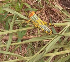 Saltamontes rayado