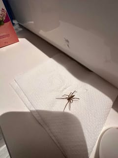 Araña tejedora en embudo