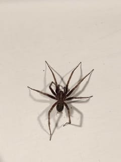 Araña doméstica común