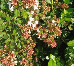 Abejorro