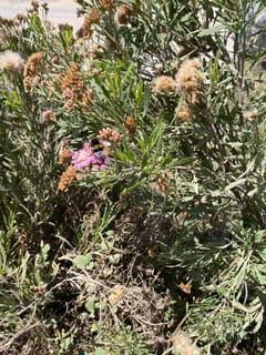abeja de abejorro de Dahlbom