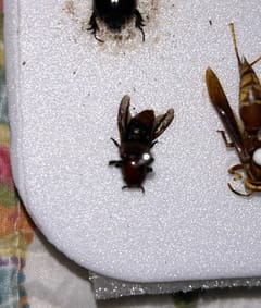 Abeja de orquídea