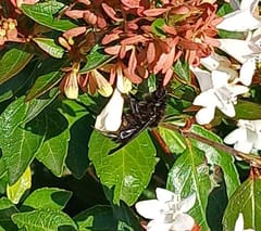 Carpintero (abeja carpintera)