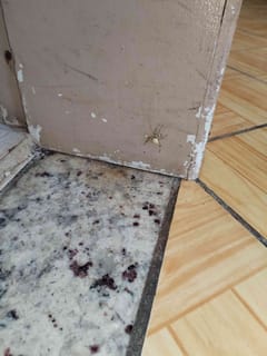 Arañas tejedoras (Familia Araneidae)