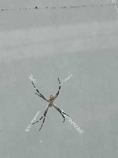Araña argiope plateada
