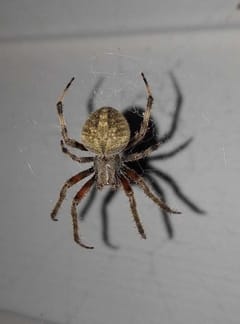 araña tejedora de jardín (Neoscona)