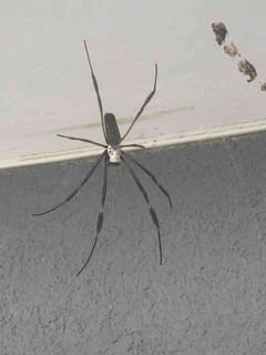 Araña Tejendera Dorada