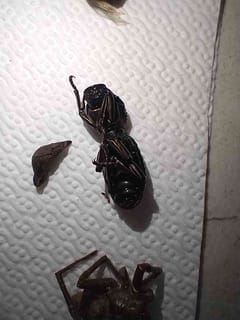 Chinche gigante de agua