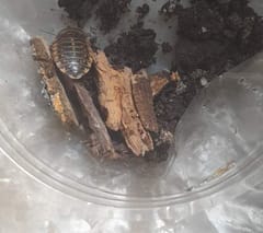 Cucaracha de Dubia
