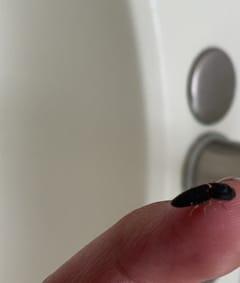 Cucaracha común