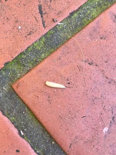 Mosca verde metálica