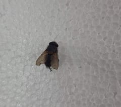 Mosca azul (Calliphora sp.)