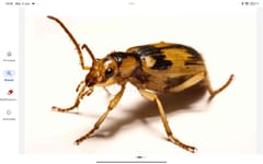 Lebia (escarabajo de la familia Carabidae)