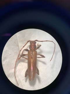 Escarabajos longicornios