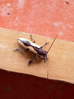 Escarabajo longicornio de Neoclytus