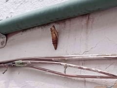 Oruga de Ceratocampidae