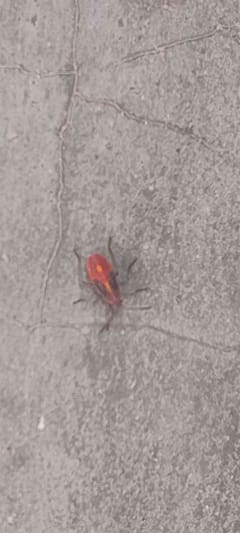 Polilla Real