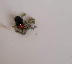 Escarabajos de hojas