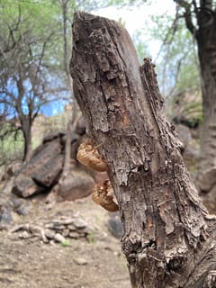 Cigarra