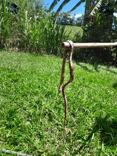 Culebra Colúbrida