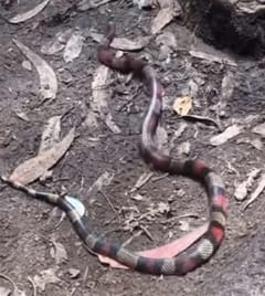 Serpiente falsa coral