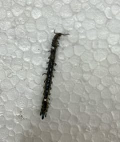 Oruga de Cósida