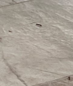 Polilla Carpintera