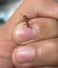 Mosquito