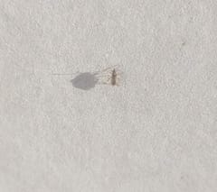 Mosquito común