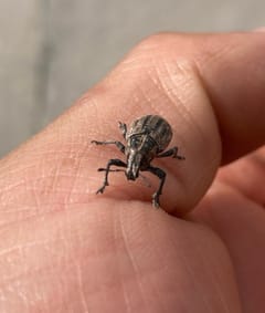 Gorgojos