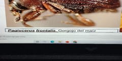Gorgojo de la madera