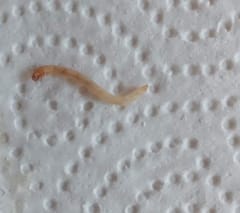 Escarabajo derméstido