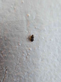 Escarabajo de alfombra negra