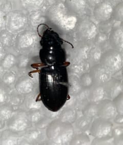 Escarabajo saltador