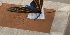 Polilla Cisthene