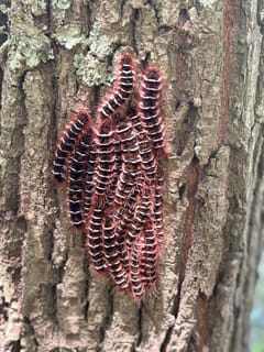 Oruga de Lymantria