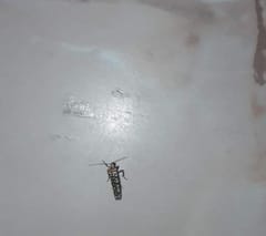 Polilla tigre