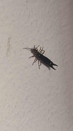Tijerilla (Forficulidae Forficula sp.)