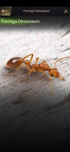 Hormiga