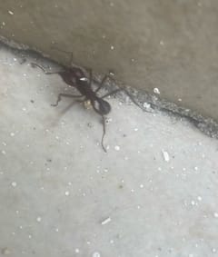 Hormiga carpentera