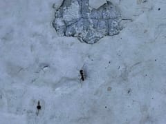 Hormiga de la madera negra (Camponotus pennsylvanicus)