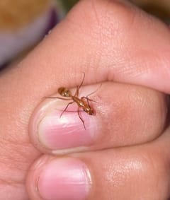 Hormiga tejedora