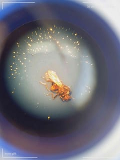 Hormiga Pseudomyrmex