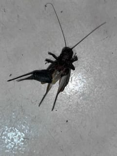 Grillo