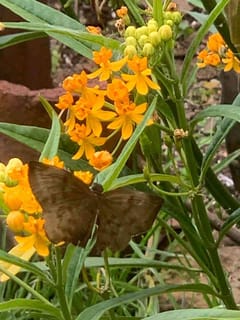 Mariposas saltarinas